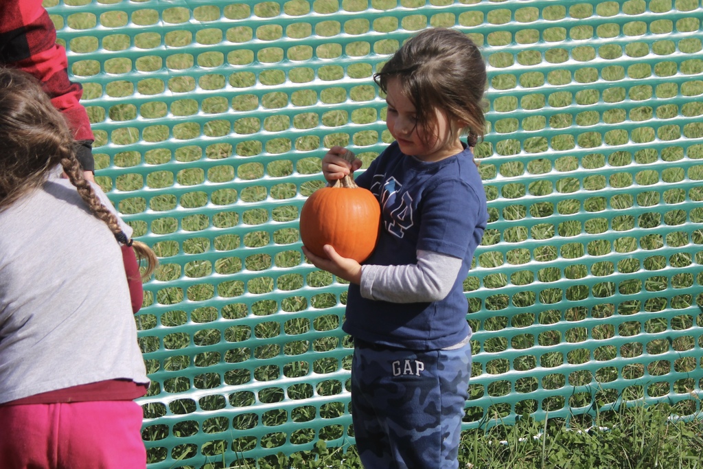 Pumpkin Patch