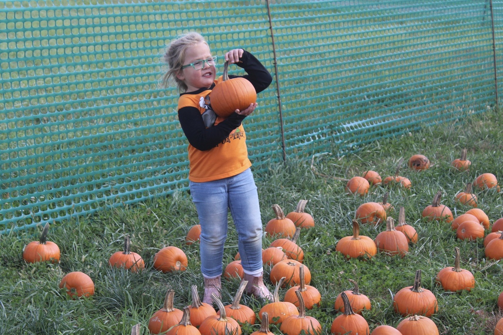 Pumpkin Patch