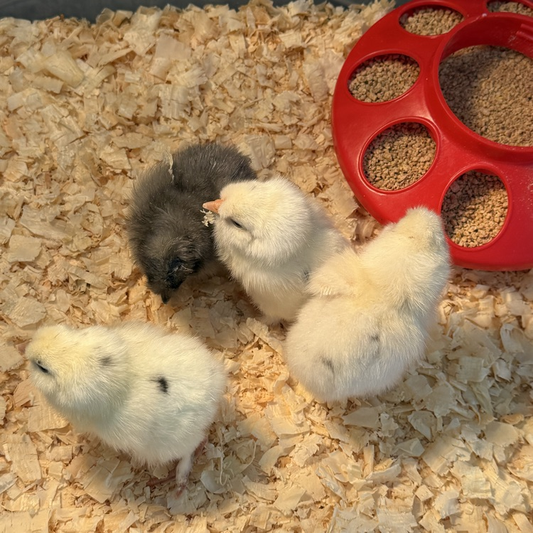 4 chicks 