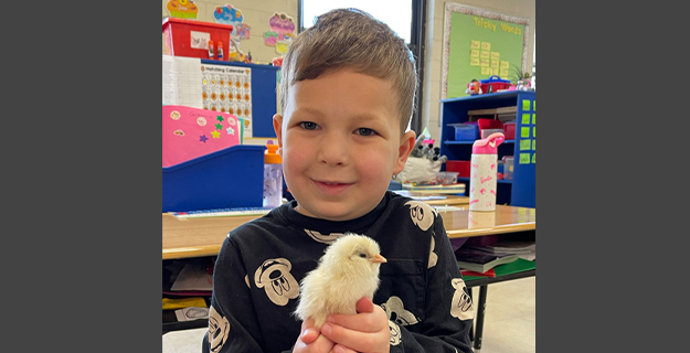 A group of smiling children in a classroom hold certificates and toy chicks, celebrating a "Chick Adoption" day. The atmosphere is joyful and playful.