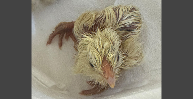 live baby chicken