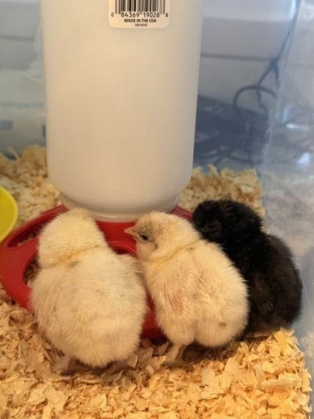 Photo of two newly hatched chicks.