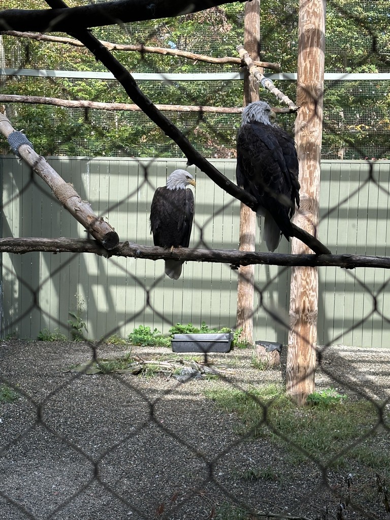 eagles
