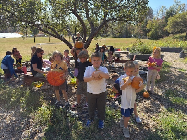 pumpkin harvest 1