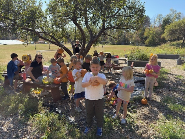 pumpkin harvest 2