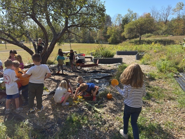 pumpkin harvest 3
