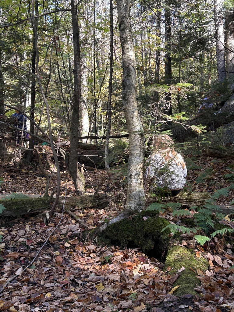 2/3 journaling in the woods