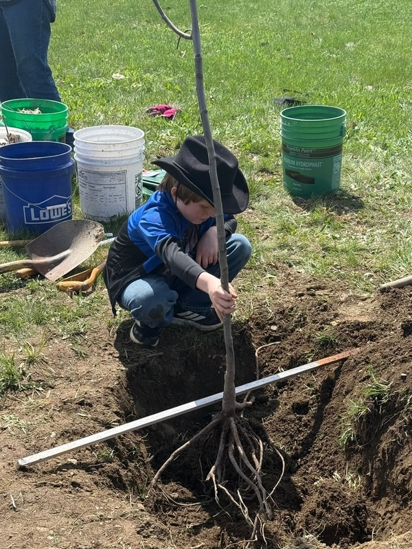 Tree Measurement