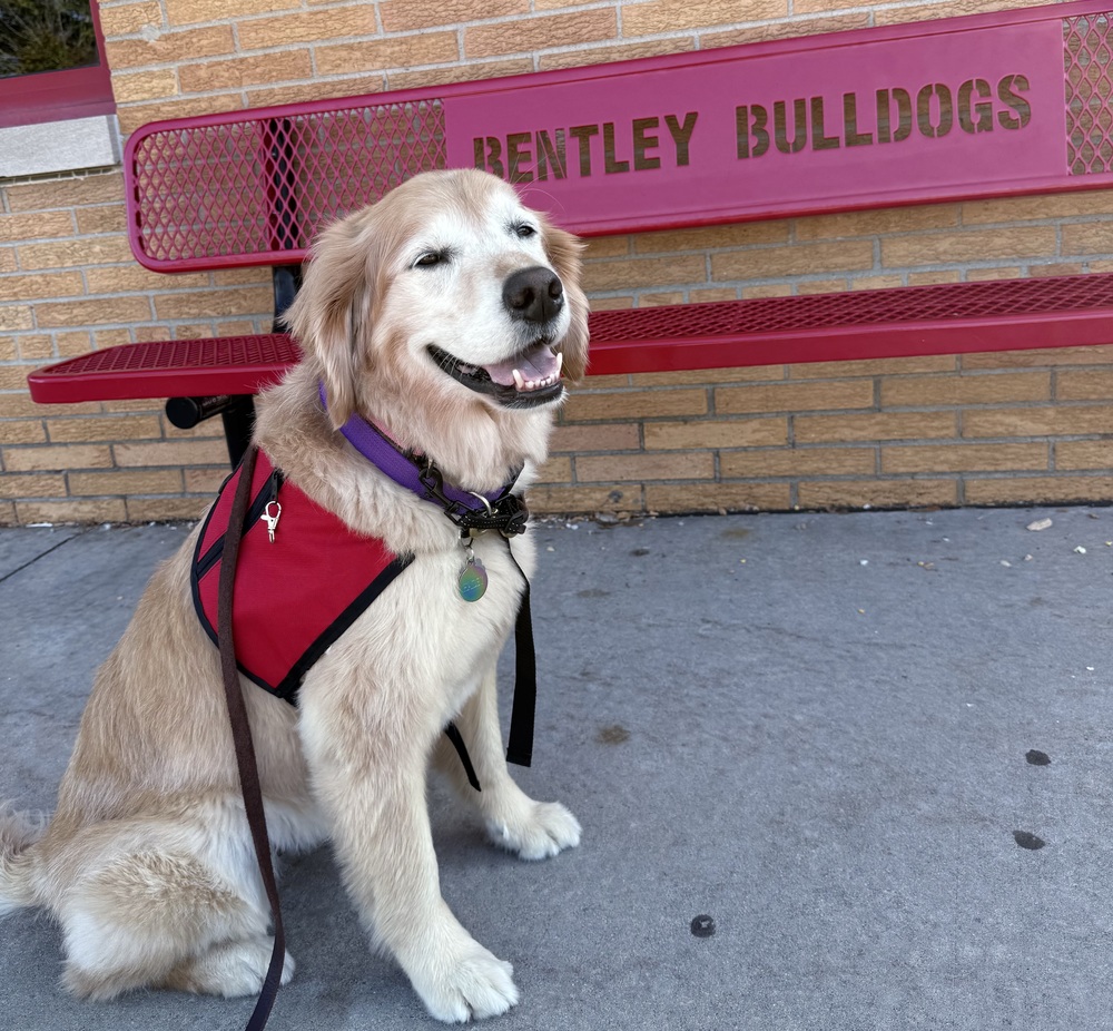 Hailey Therapy Dog