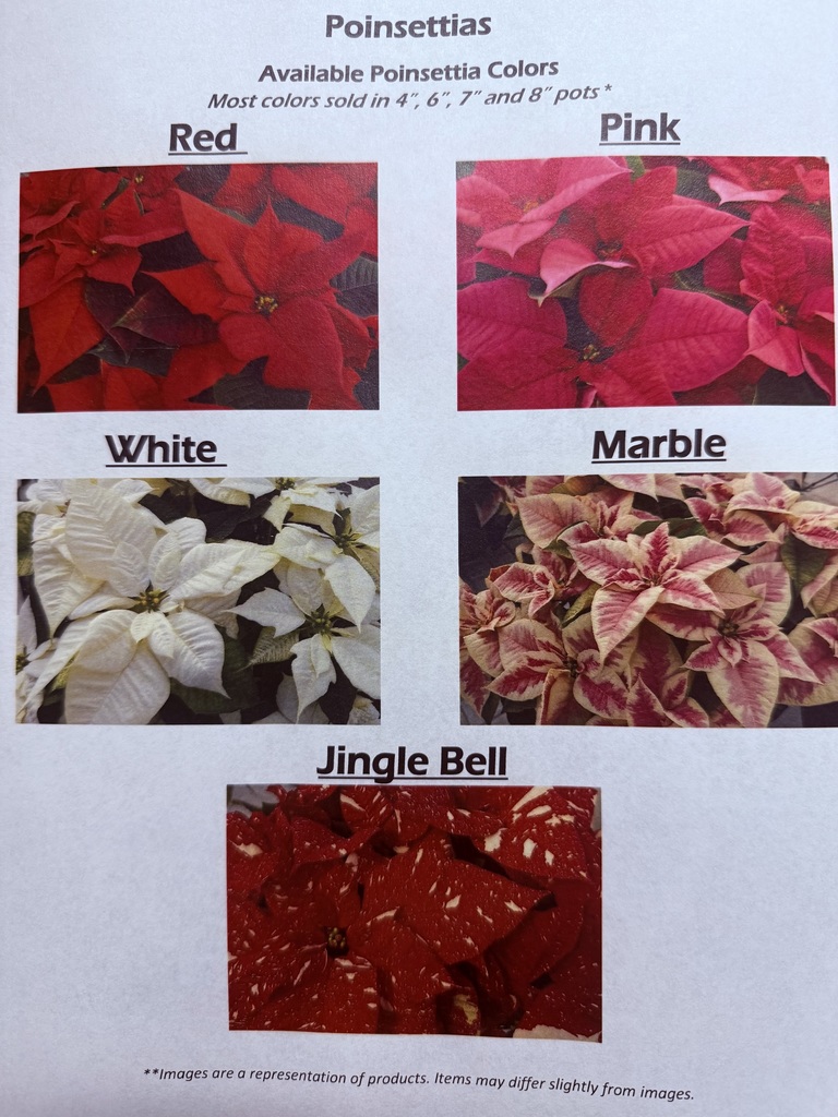 NHS Holiday Fundraiser Poinsettias