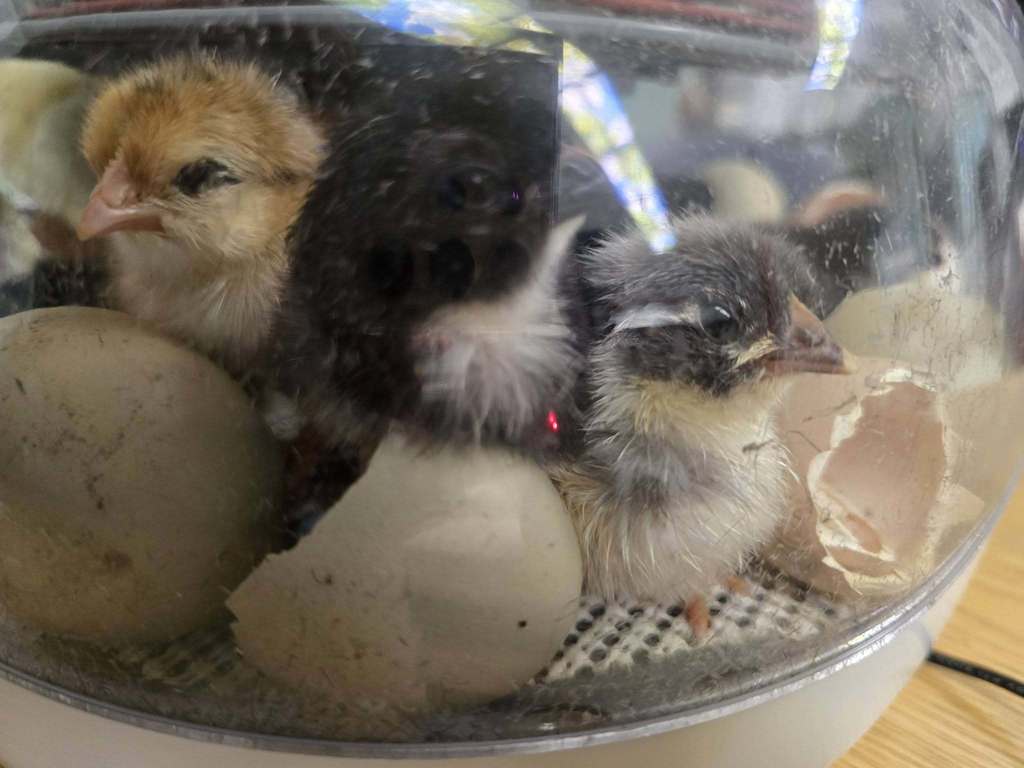 🐥 “Proof that patience pays off… in the cutest way possible!” 🐣💛