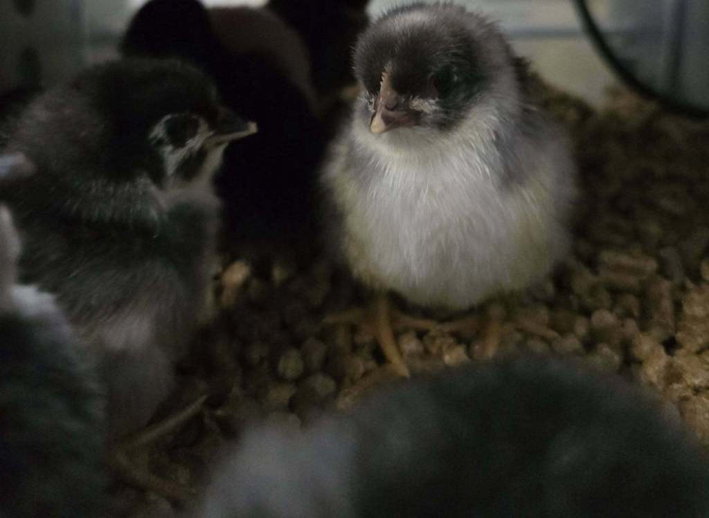 🐥 “Proof that patience pays off… in the cutest way possible!” 🐣💛