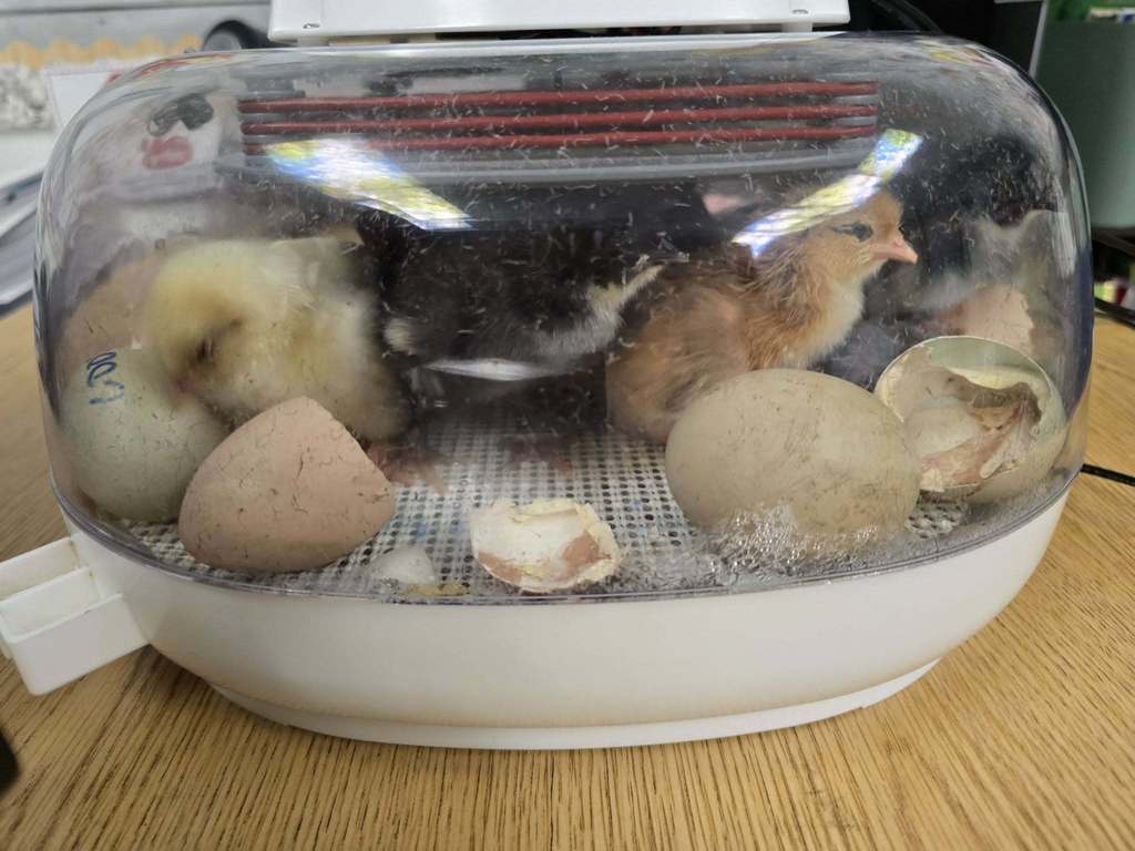 🐥 “Proof that patience pays off… in the cutest way possible!” 🐣💛