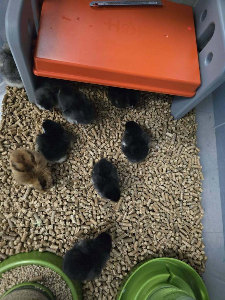 🐥 “Proof that patience pays off… in the cutest way possible!” 🐣💛