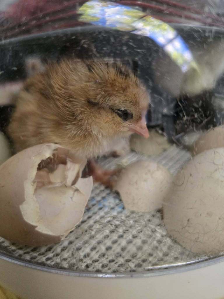 🐥 “Proof that patience pays off… in the cutest way possible!” 🐣💛
