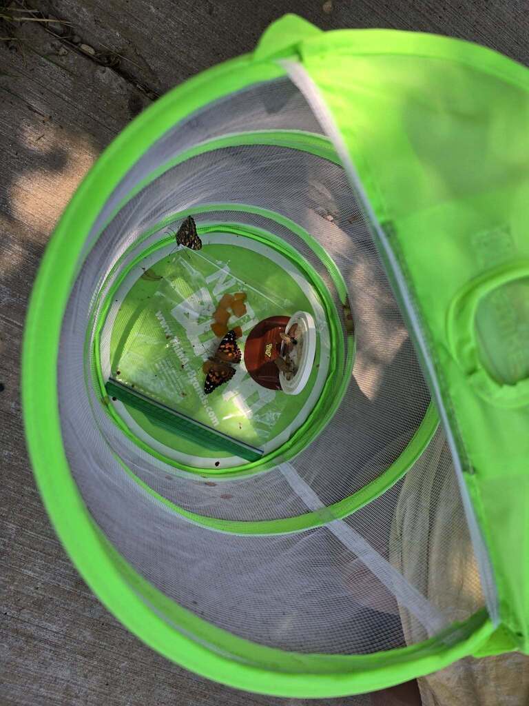 🦋 The moment we've been waiting for... butterfly release day!