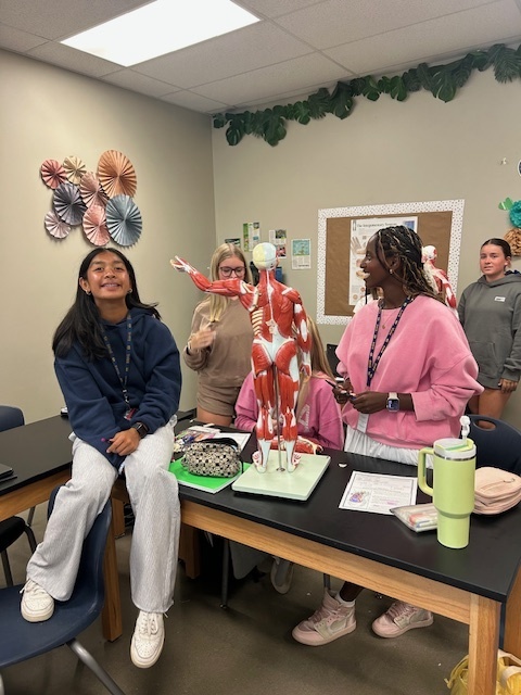 Anatomy students work with a muscle model.