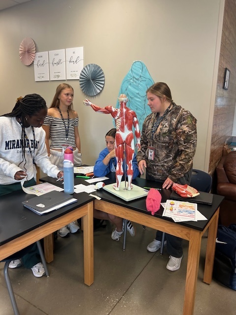 Anatomy students work with a muscle model.
