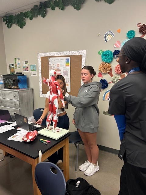 Anatomy students work with a muscle model.