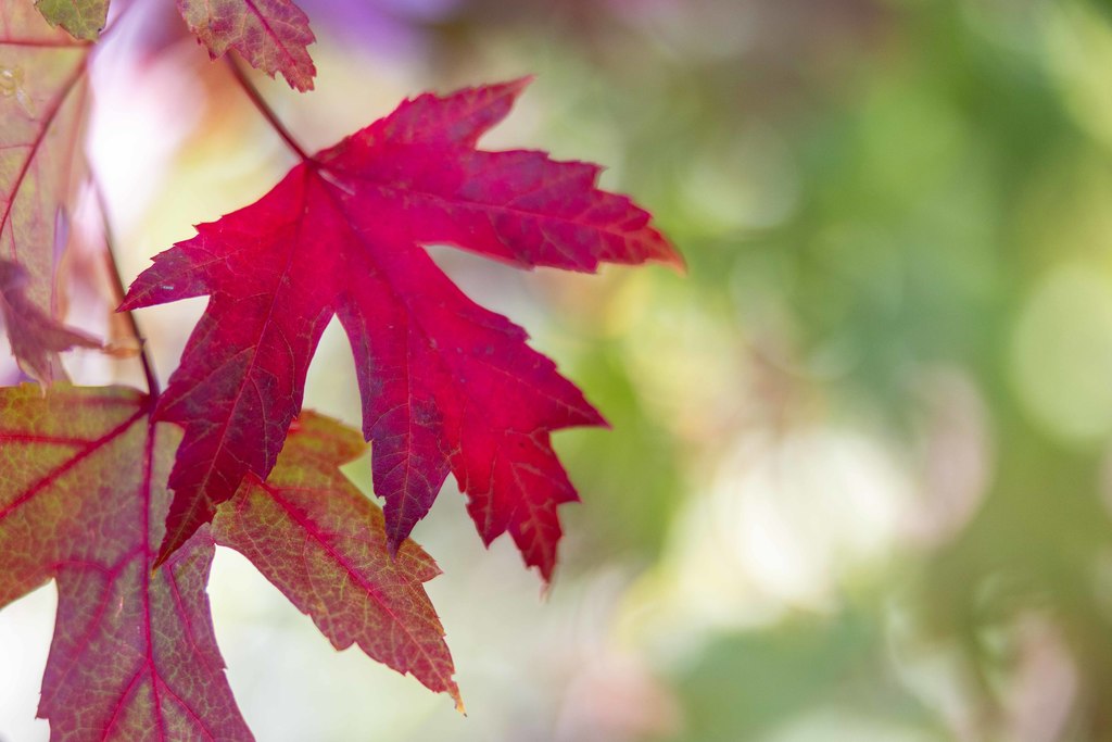 Red leaf on a Maple tree