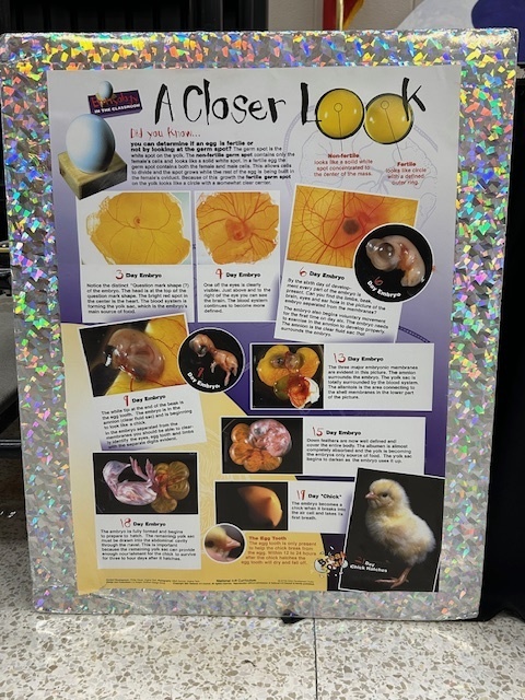 chicks
