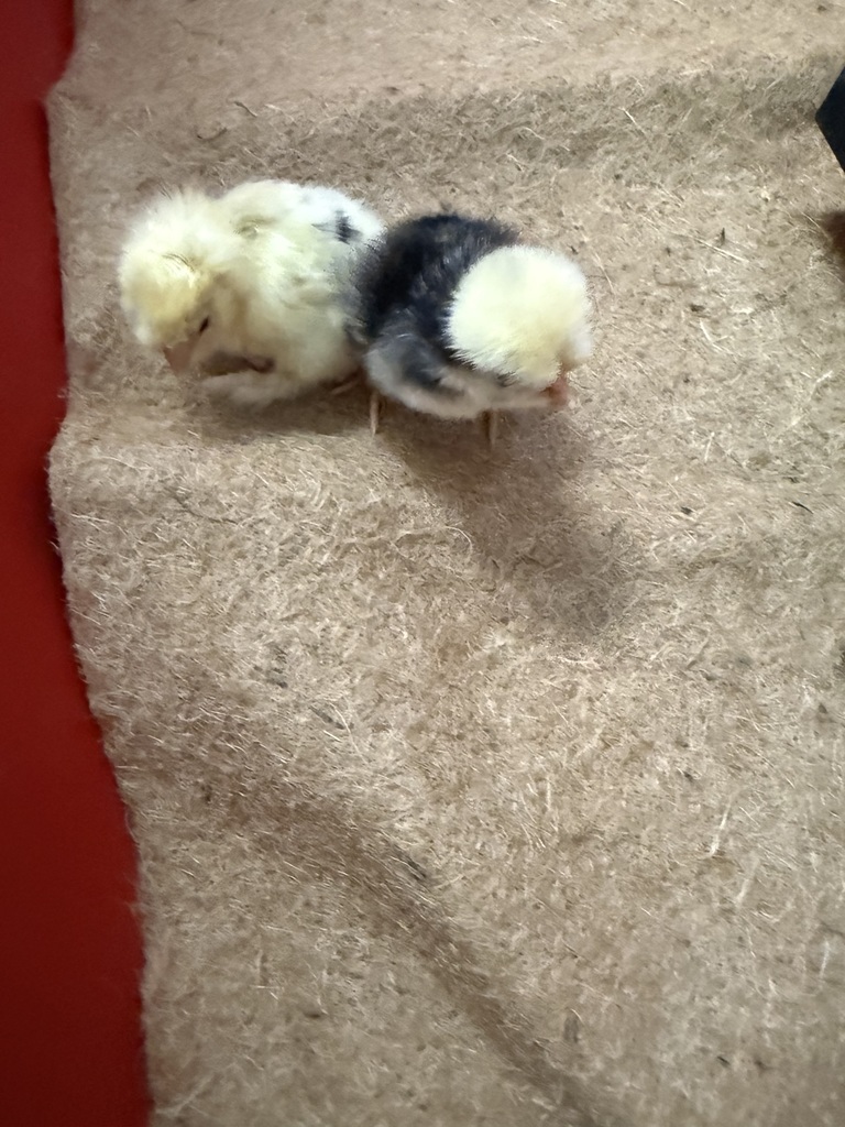 chicks