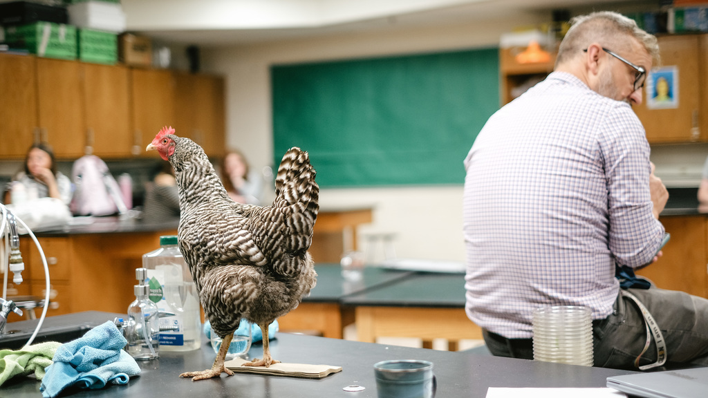 Teacher sits at front of classroom with chicken roaming free on his desk.