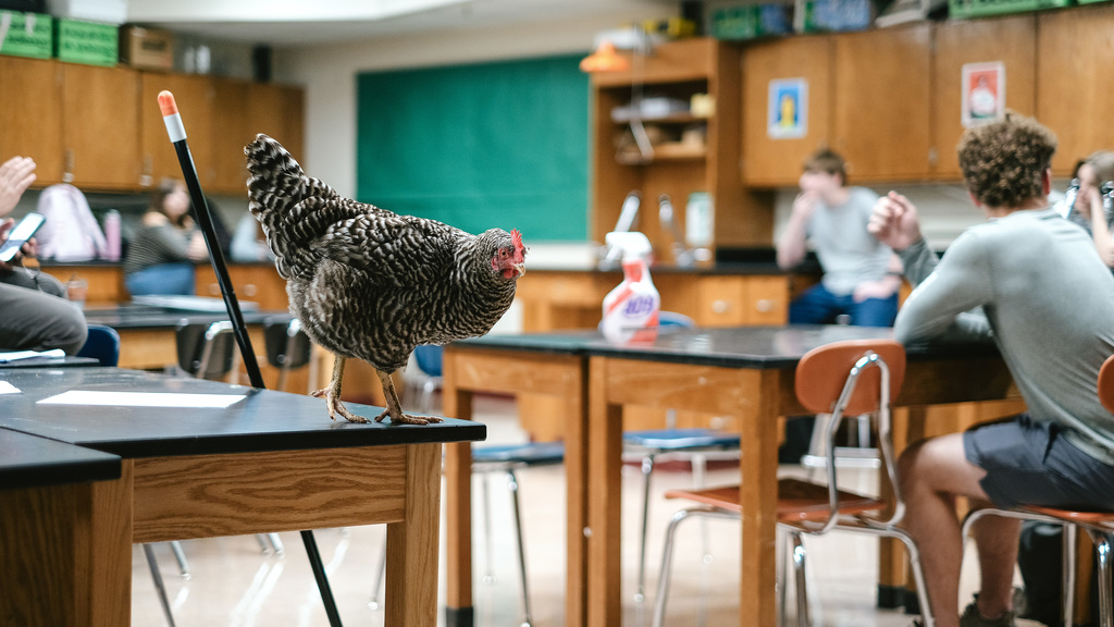 Chicken roams on desks in science classroom.