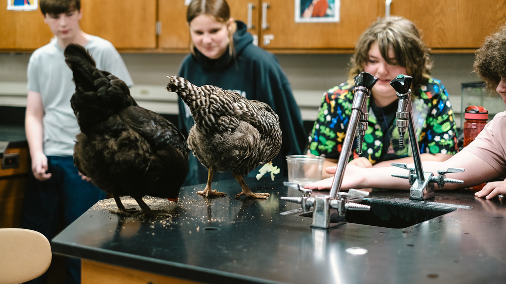 Chickens eat chicken feed off students' desk.
