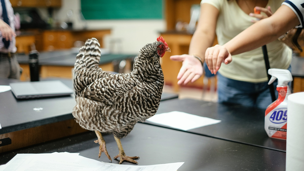 Students extend their hands to touch chicken on desk.