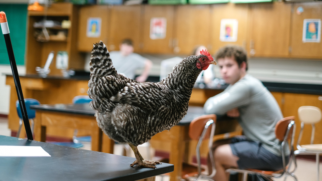Chicken roams on desks in science classroom.