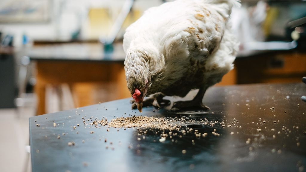 Chicken eats chicken feed off students' desk.