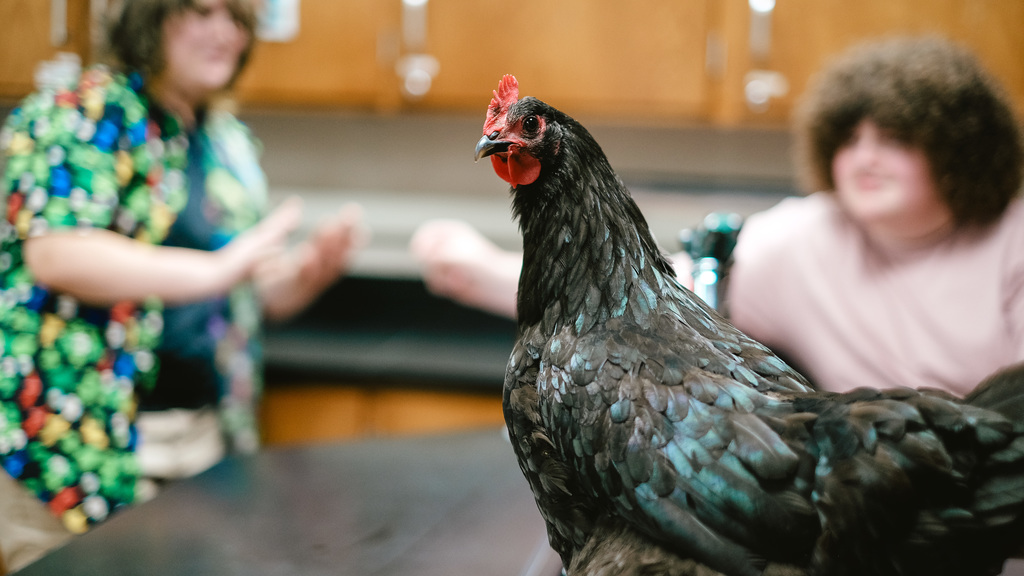 Chicken on students' desk.