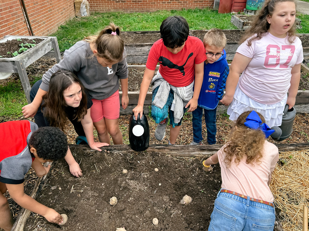 Raised Beds Planting