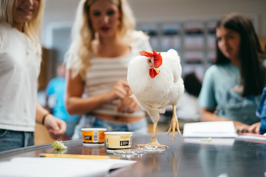 Chickens in Mr. Woodward's Classroom