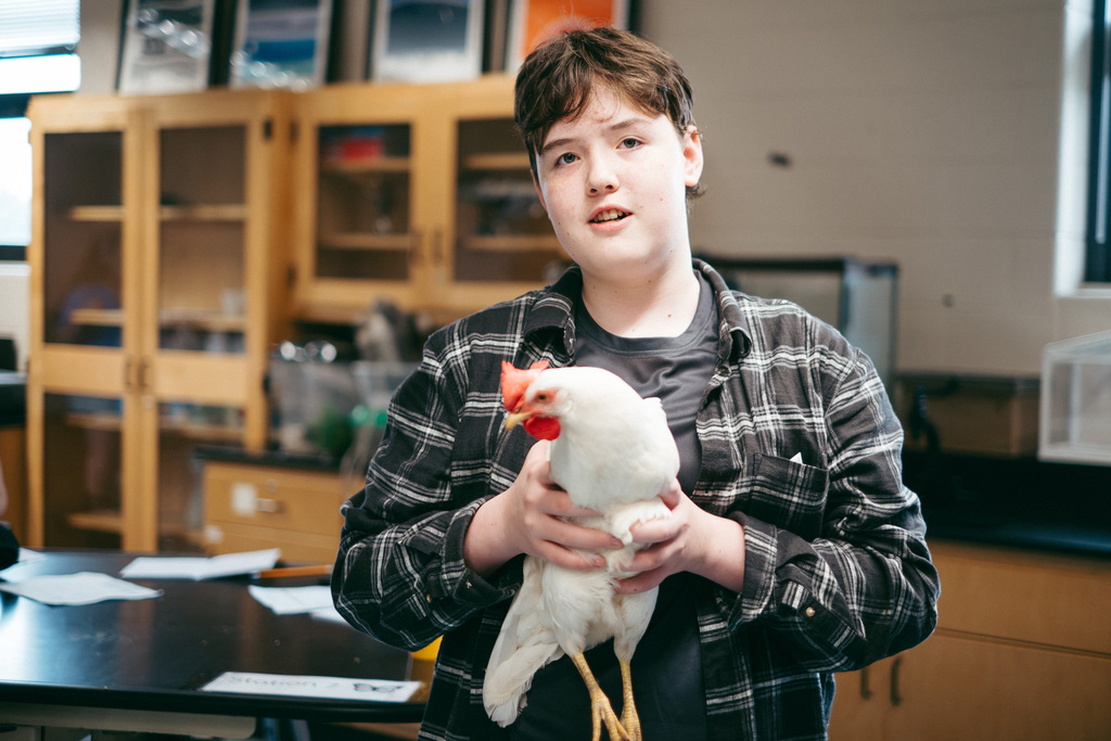 Chickens in Mr. Woodward's Classroom