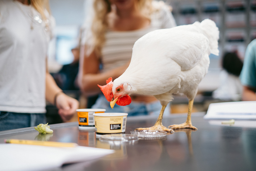 Chickens in Mr. Woodward's Classroom