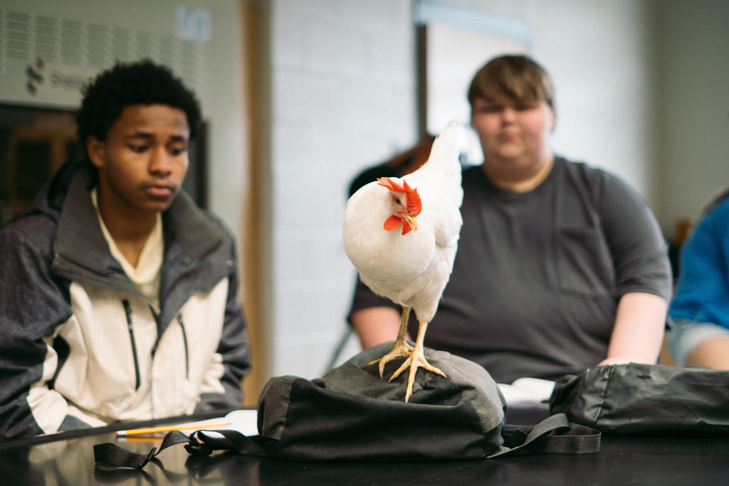 Chickens in Mr. Woodward's Classroom