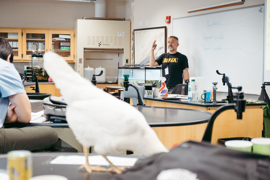 Chickens in Mr. Woodward's Classroom