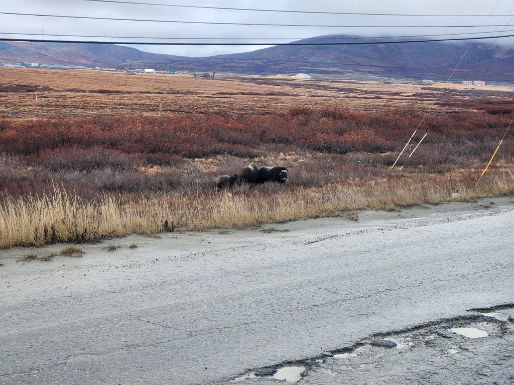 Musk ox near Nome Teller Field trip