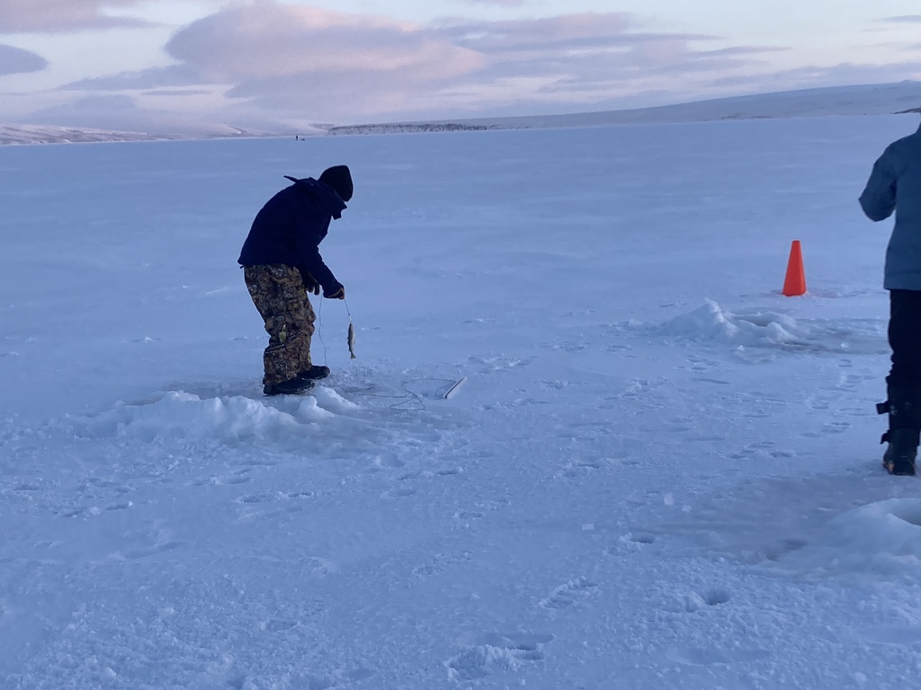 pulling them out roan