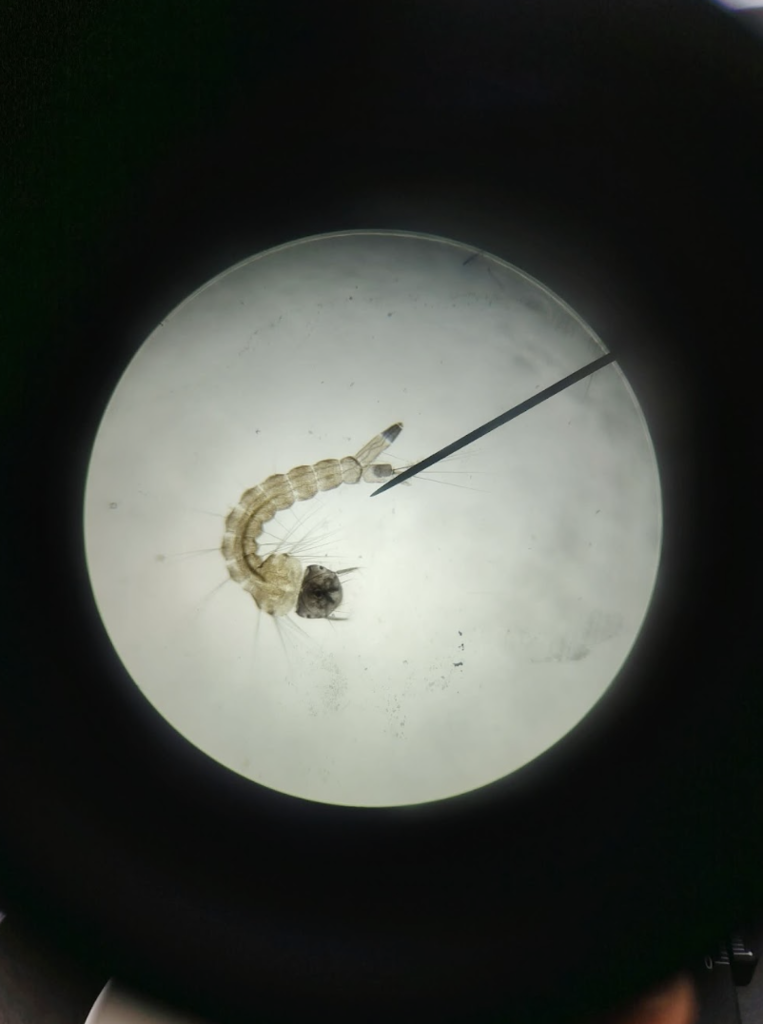 Larva Teller Alaska