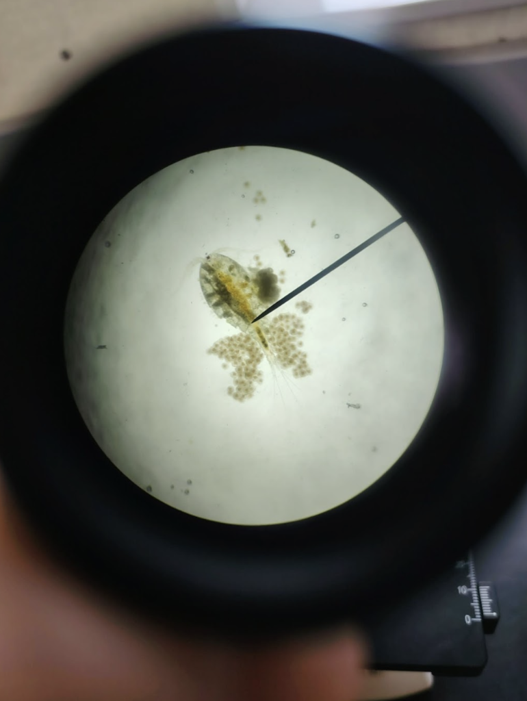Some Larva at Teller School Teller Alaska