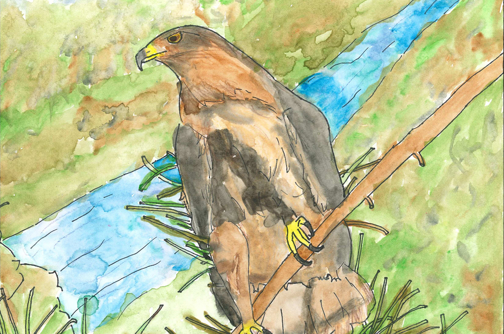 Cori richardson's artwork of a hawk
