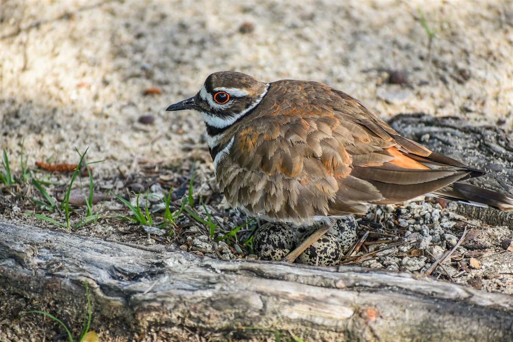 WVP Flocks To Protect New Feathered Friend Westview Primary WVP Flocks To Protect New Feathered Friend Westview Primary