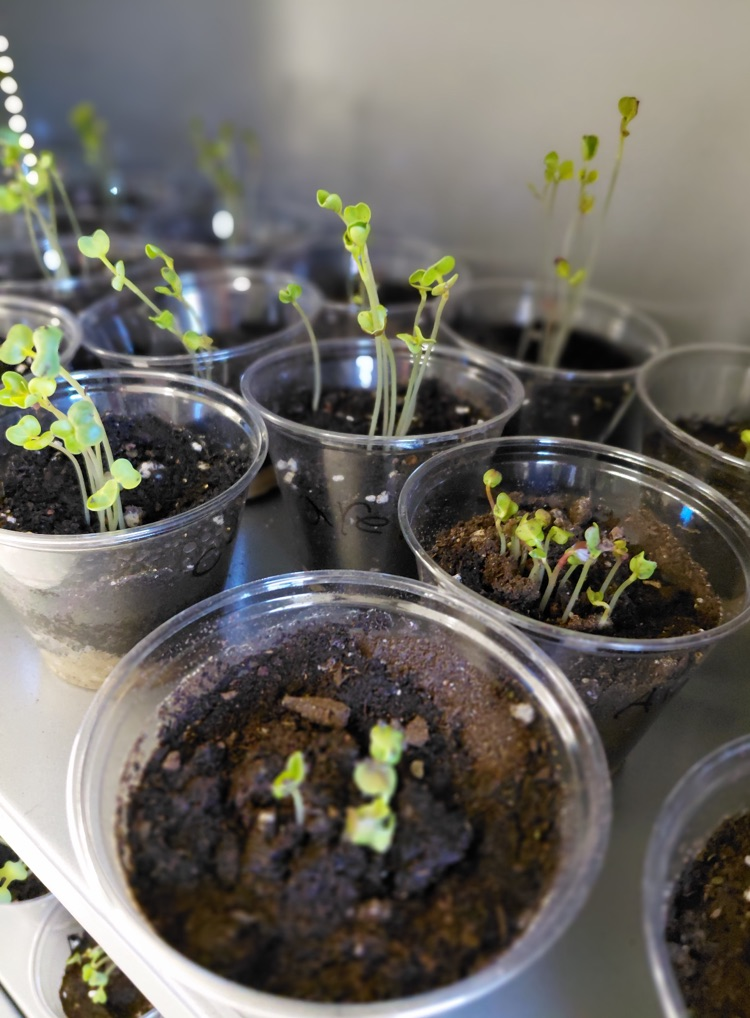radish plants