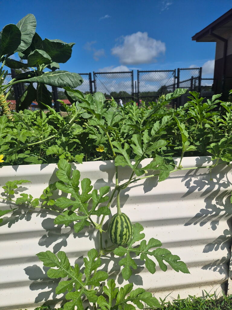garden