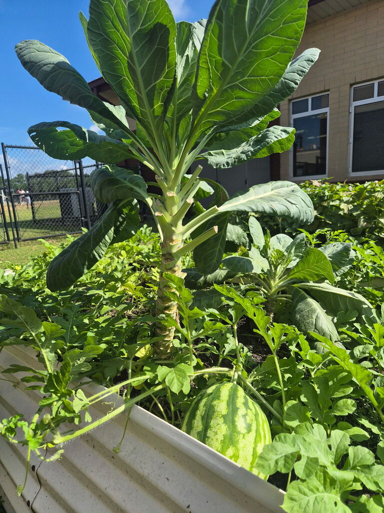 garden