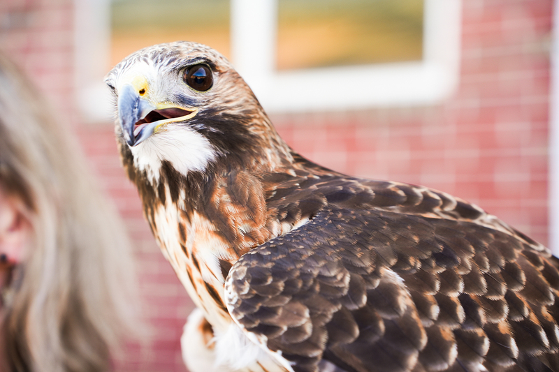 hawk close up