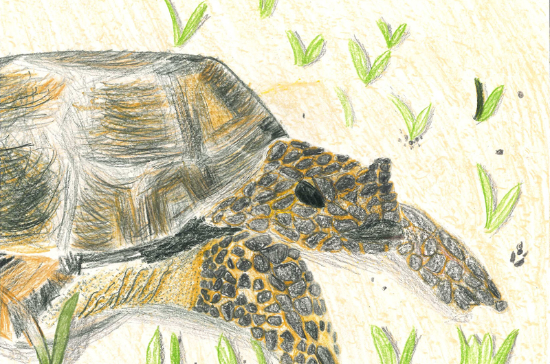 lucas's artwork of a tortoise